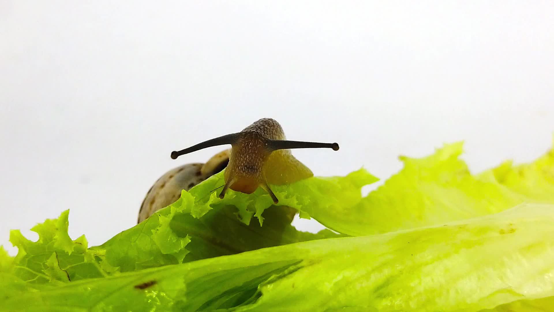 生菜叶上的巧克力带蜗牛09慢动视频的预览图