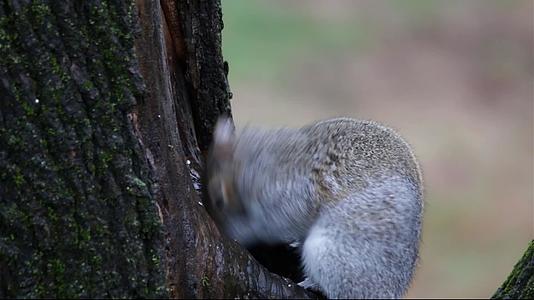 冬天吃食物的树靠在灰松松鼠旁边视频的预览图