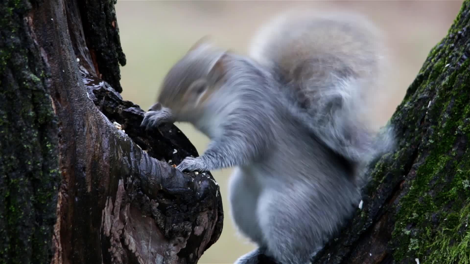 冬天吃食物的树靠在灰松松鼠旁边视频的预览图