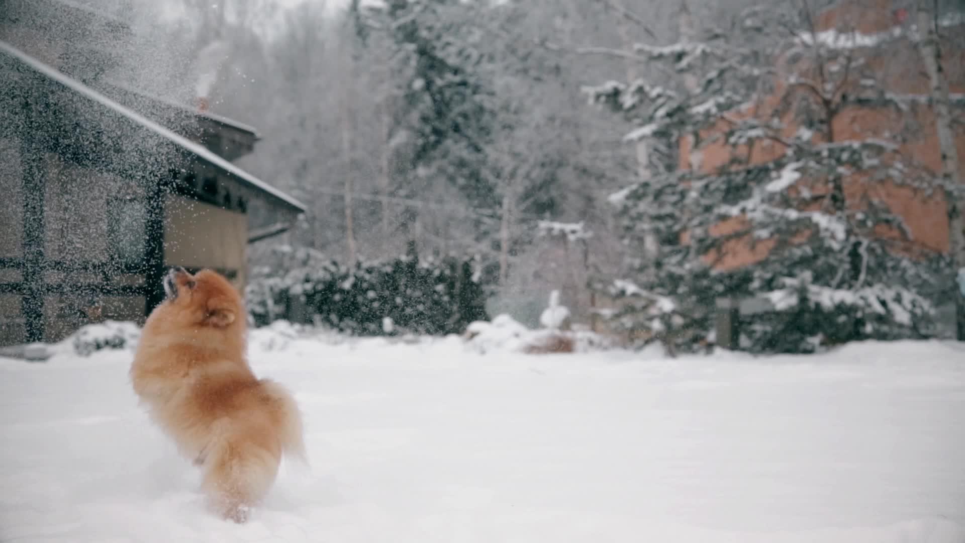 美丽的小狗和小狗在雪地上吐口水和跳跃视频的预览图