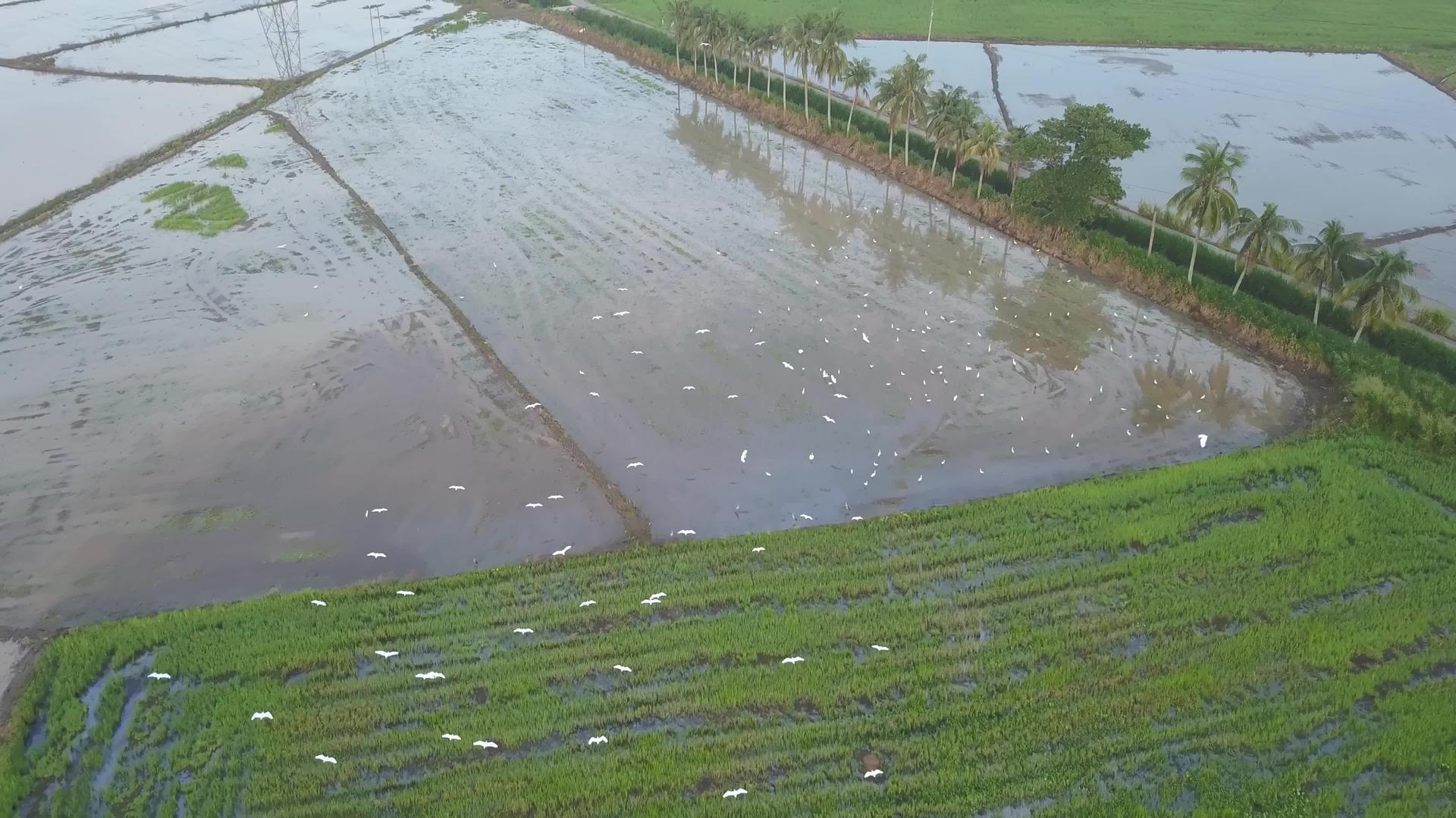 白鹭鸟在稻田里飞翔视频的预览图