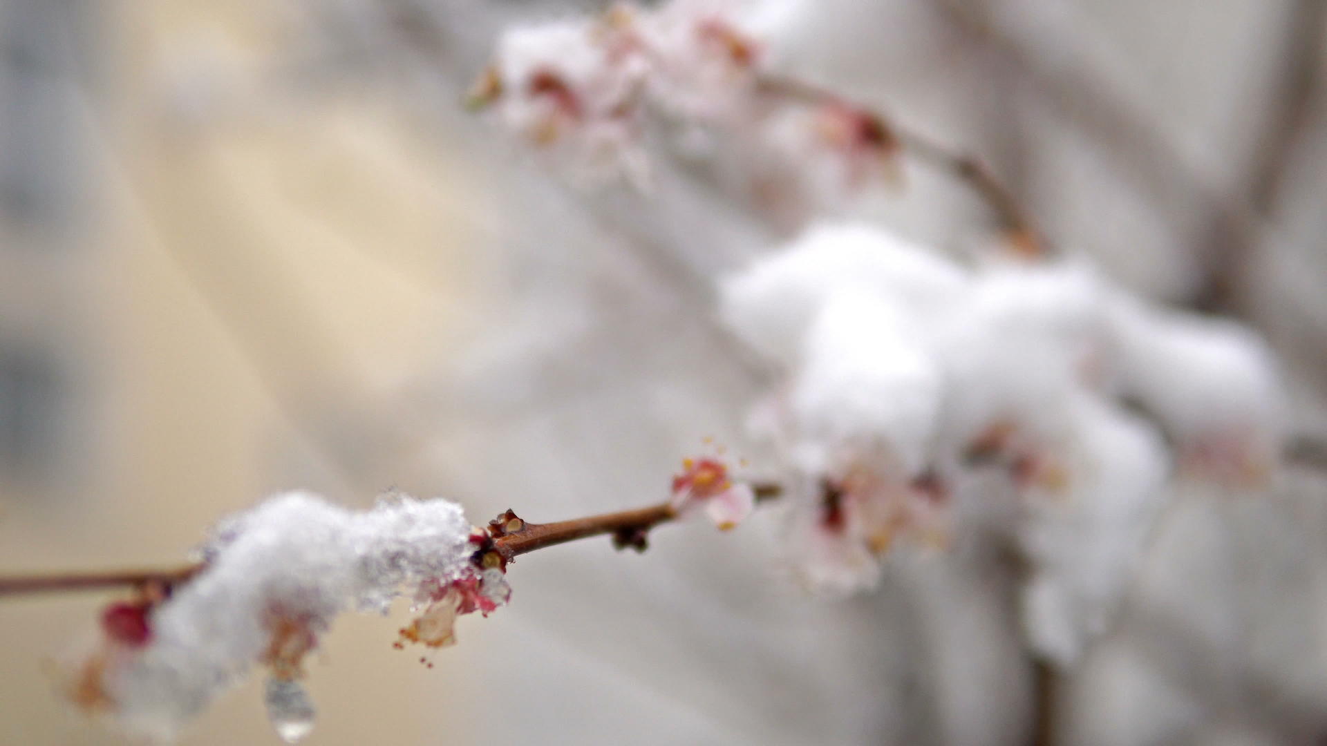风雪在树上开花湿雪电影Dof视频的预览图