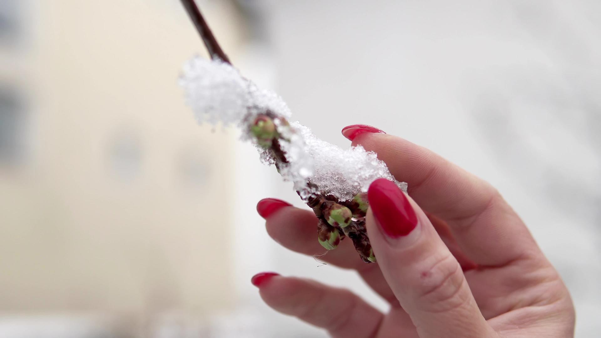 红指甲女人从春天的樱花和树枝上擦雪手拍电影视频的预览图