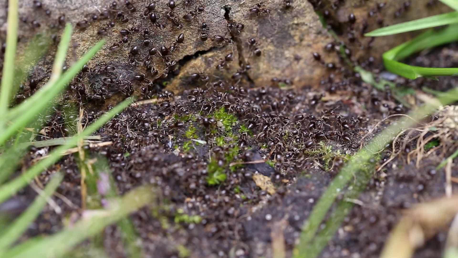 乌克花园里一群忙碌的黑蚂蚁视频的预览图