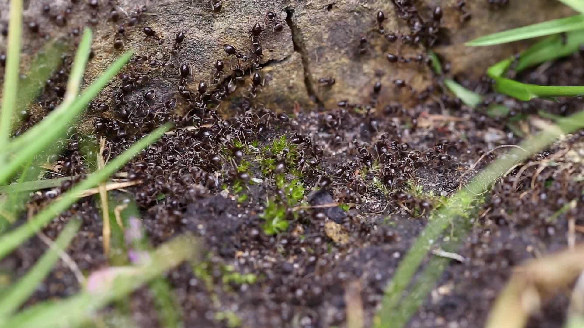 乌克兰花园里繁忙的黑蚁群太长了视频的预览图