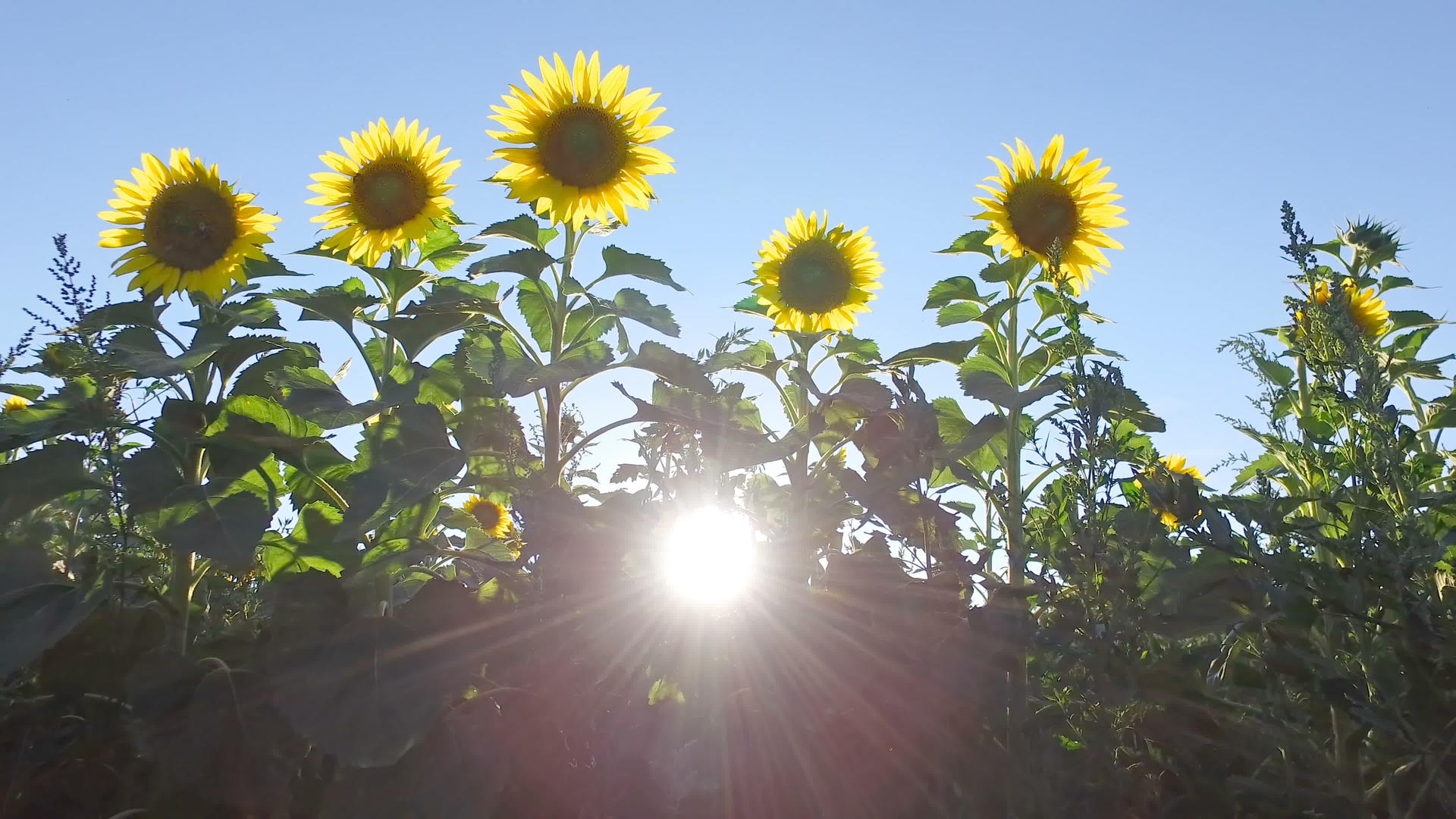 向日葵向蓝天倾斜阳光照射在花朵中视频的预览图