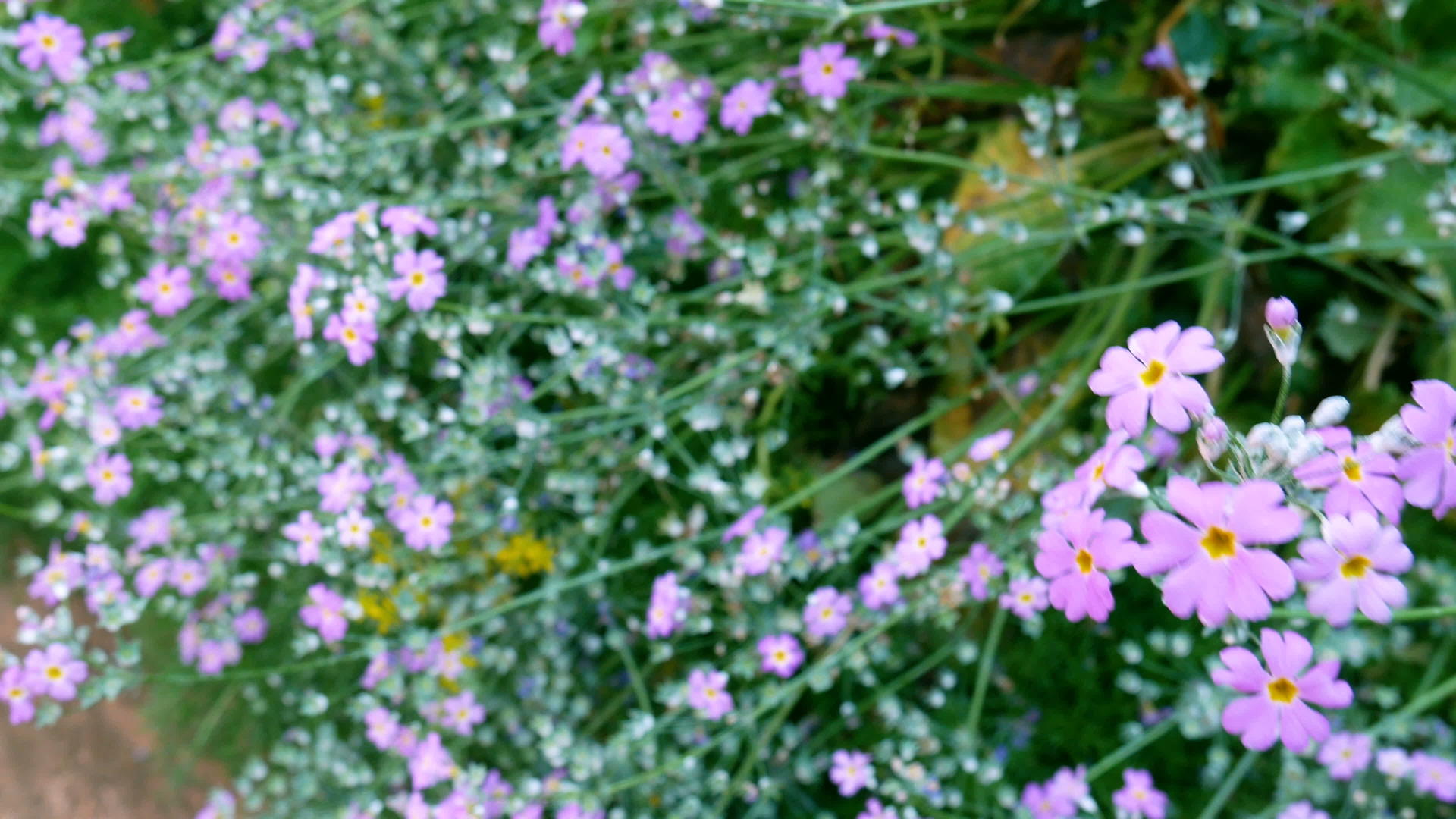 紫罗兰花的田野和绿草的背景让人感觉清新花的地面和风轻轻地视频的预览图