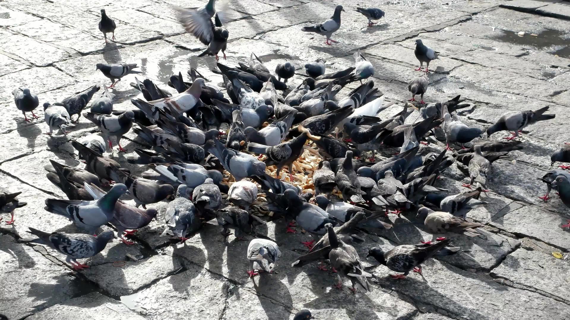 在街上吃鸽子视频的预览图