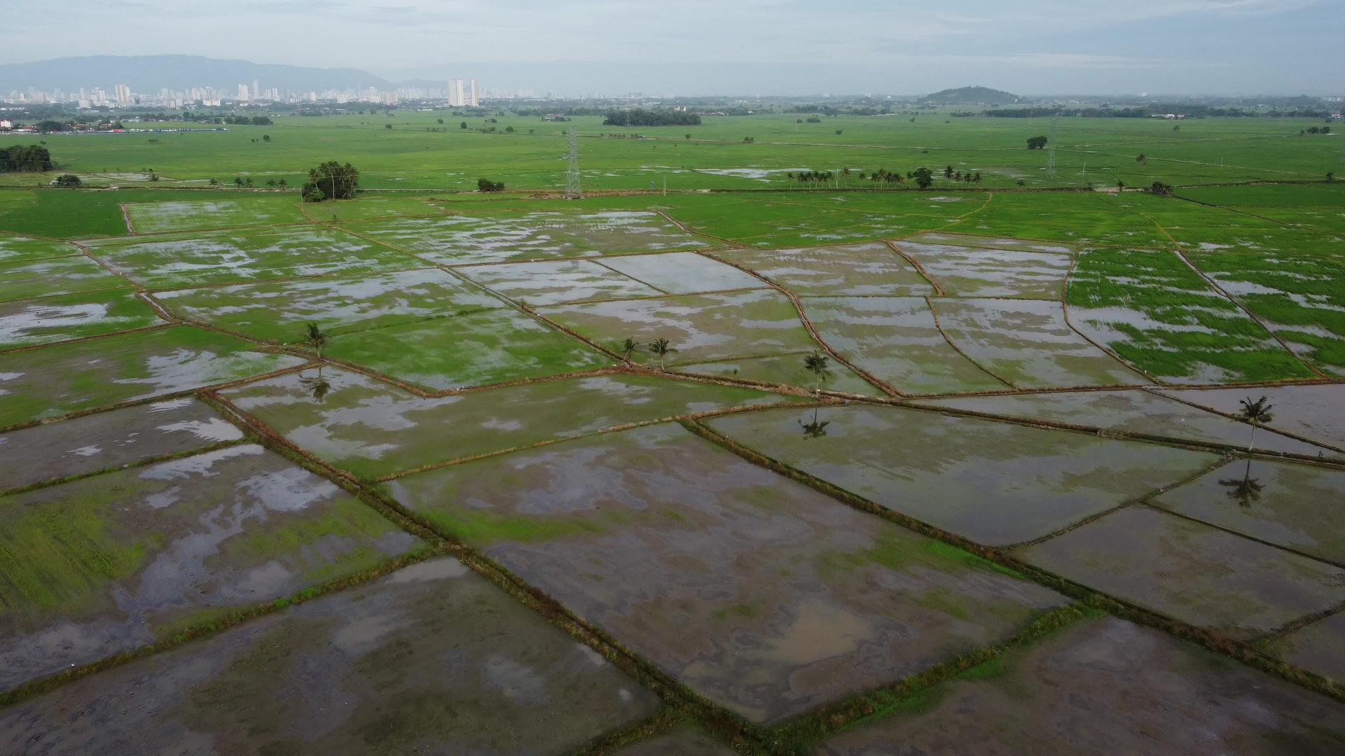绿色水稻田视频的预览图