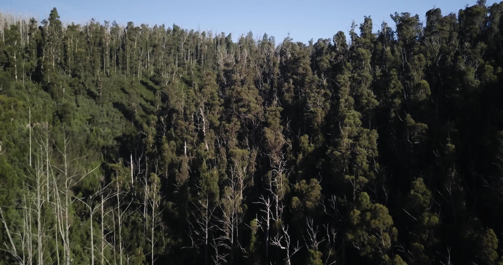亚拉山脉雨林公园视频的预览图