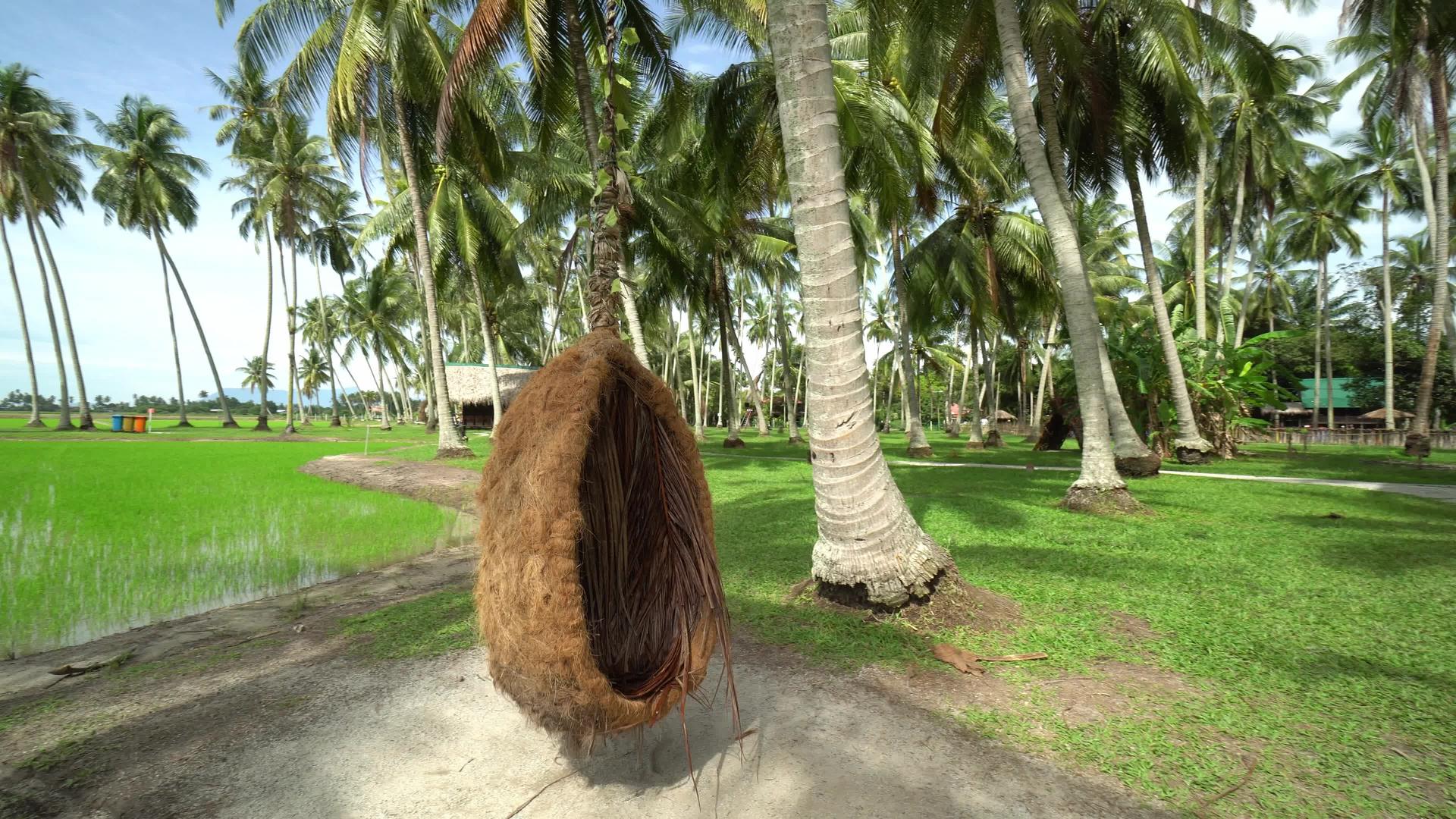 鸟巢在椰子树上摇摆视频的预览图