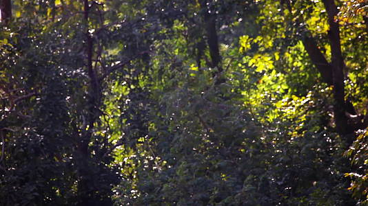 绿林和许多昆虫视频的预览图