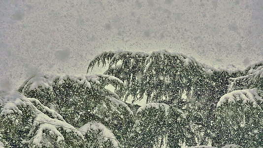 雪落在树上视频的预览图