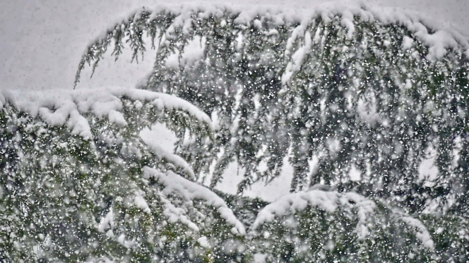 雪落在树上视频的预览图