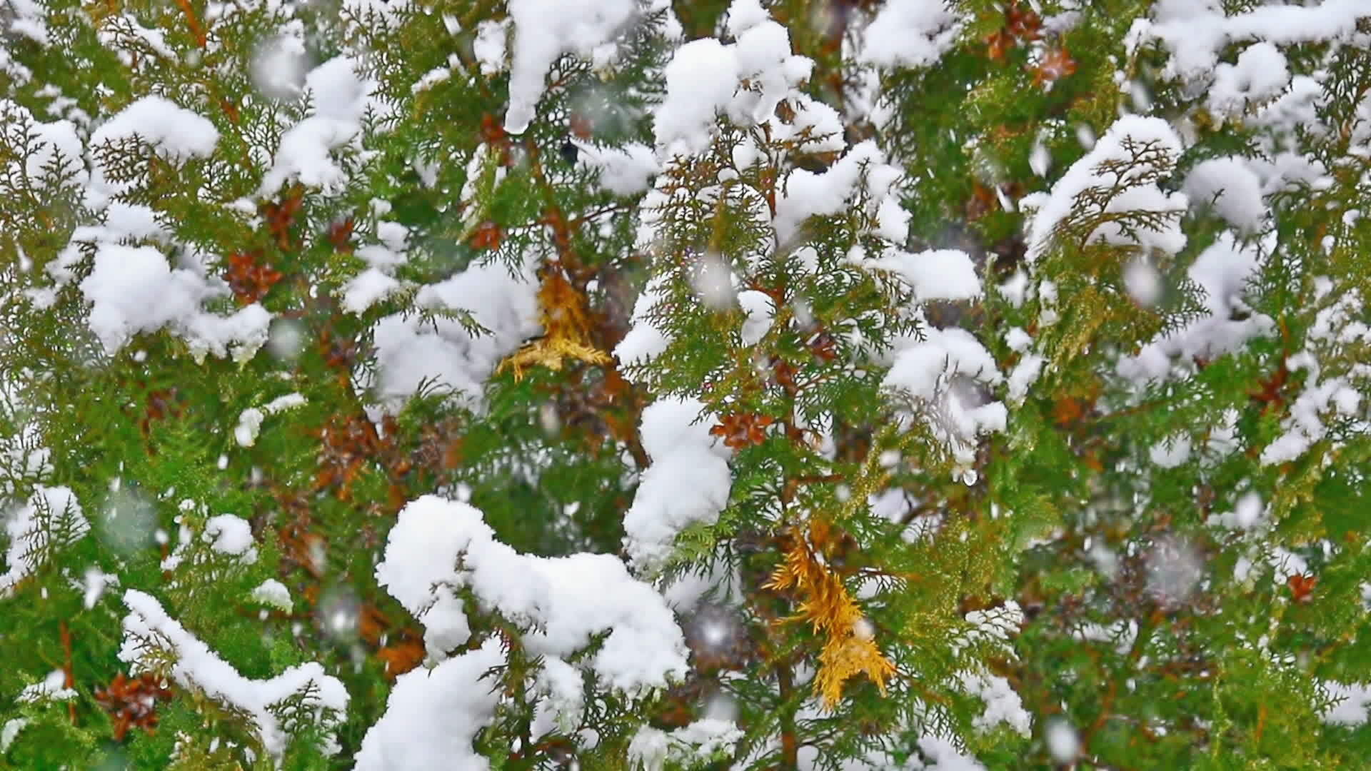 雪落在树上视频的预览图