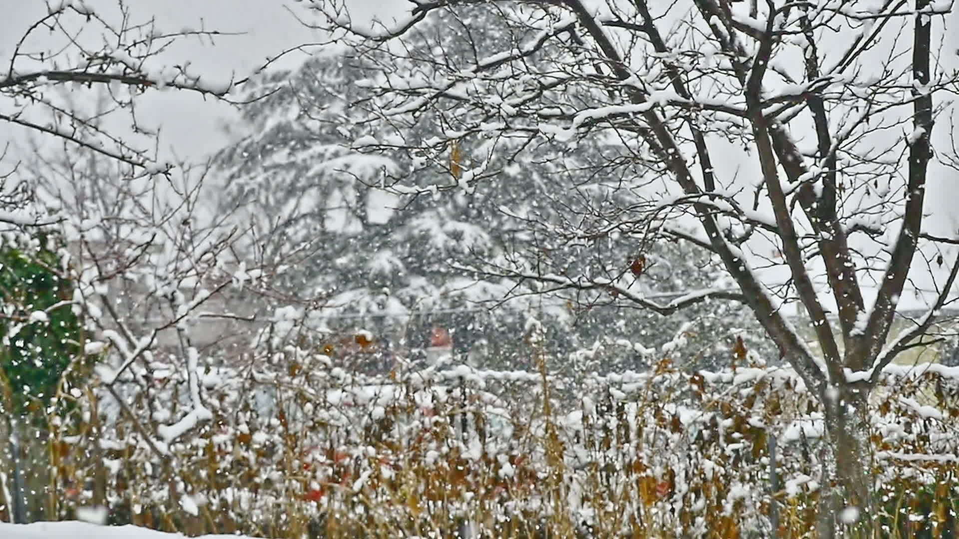 雪落在树上视频的预览图