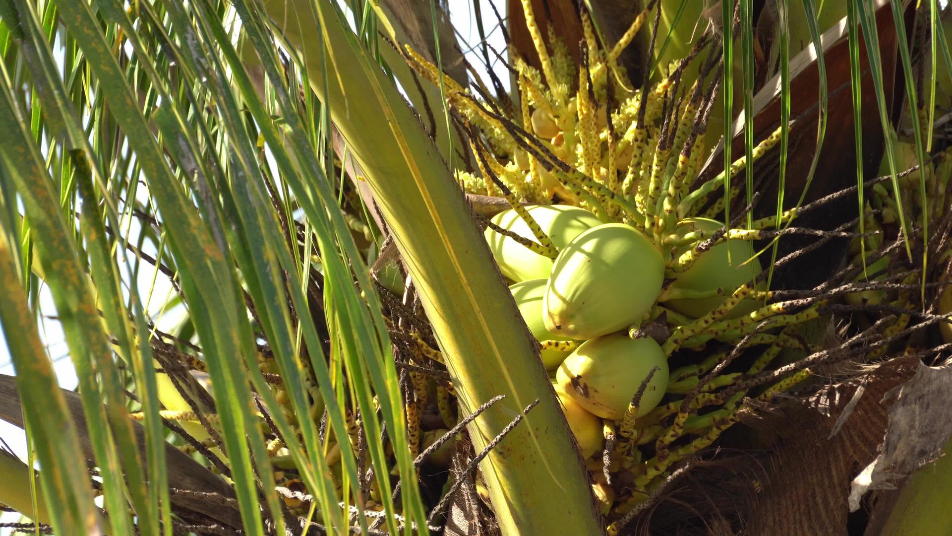 树上的黄椰子水果视频的预览图