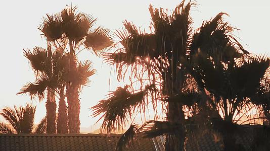 日落时棕榈树周光视频的预览图