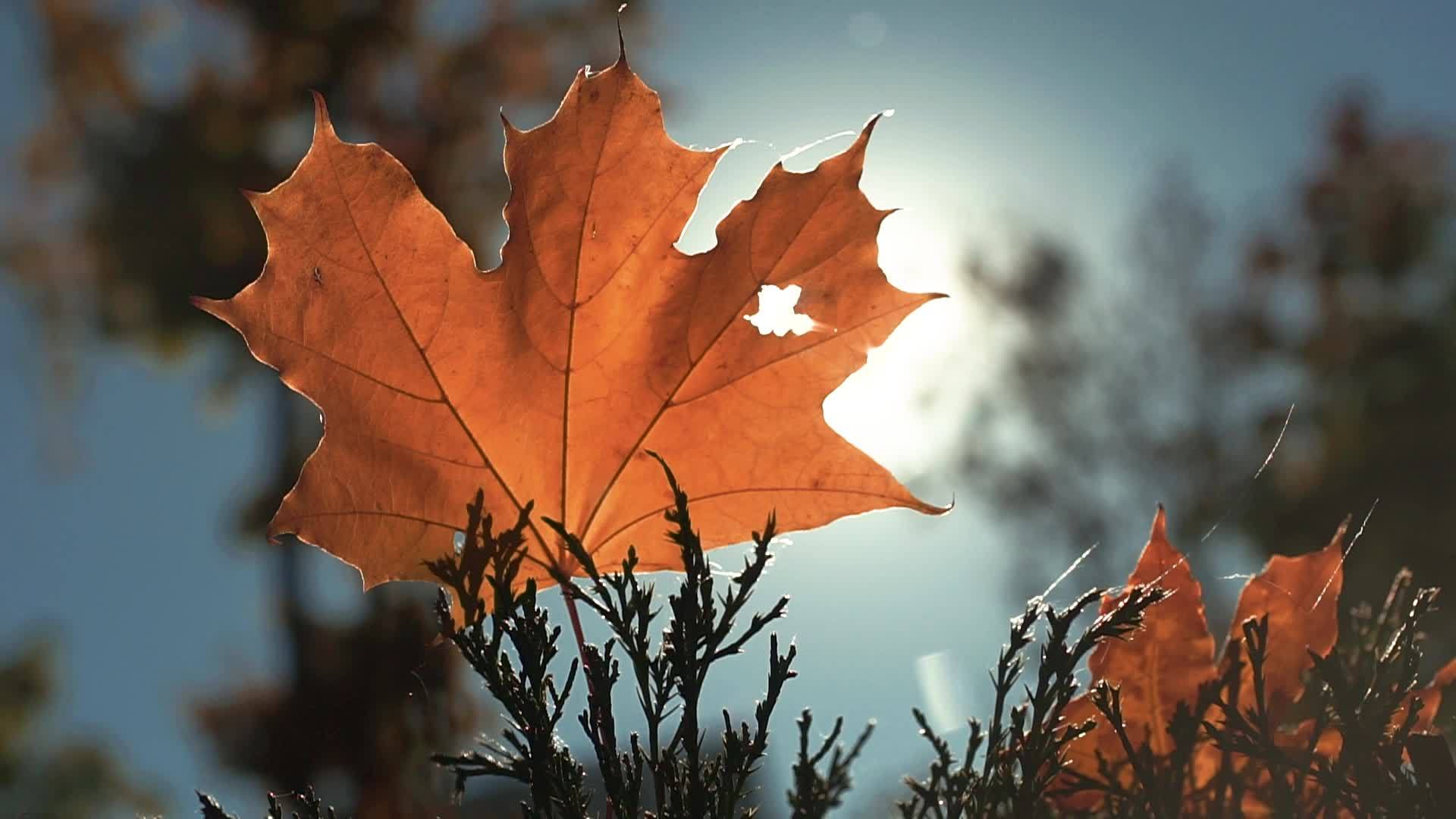 秋黄叶在太阳下视频的预览图