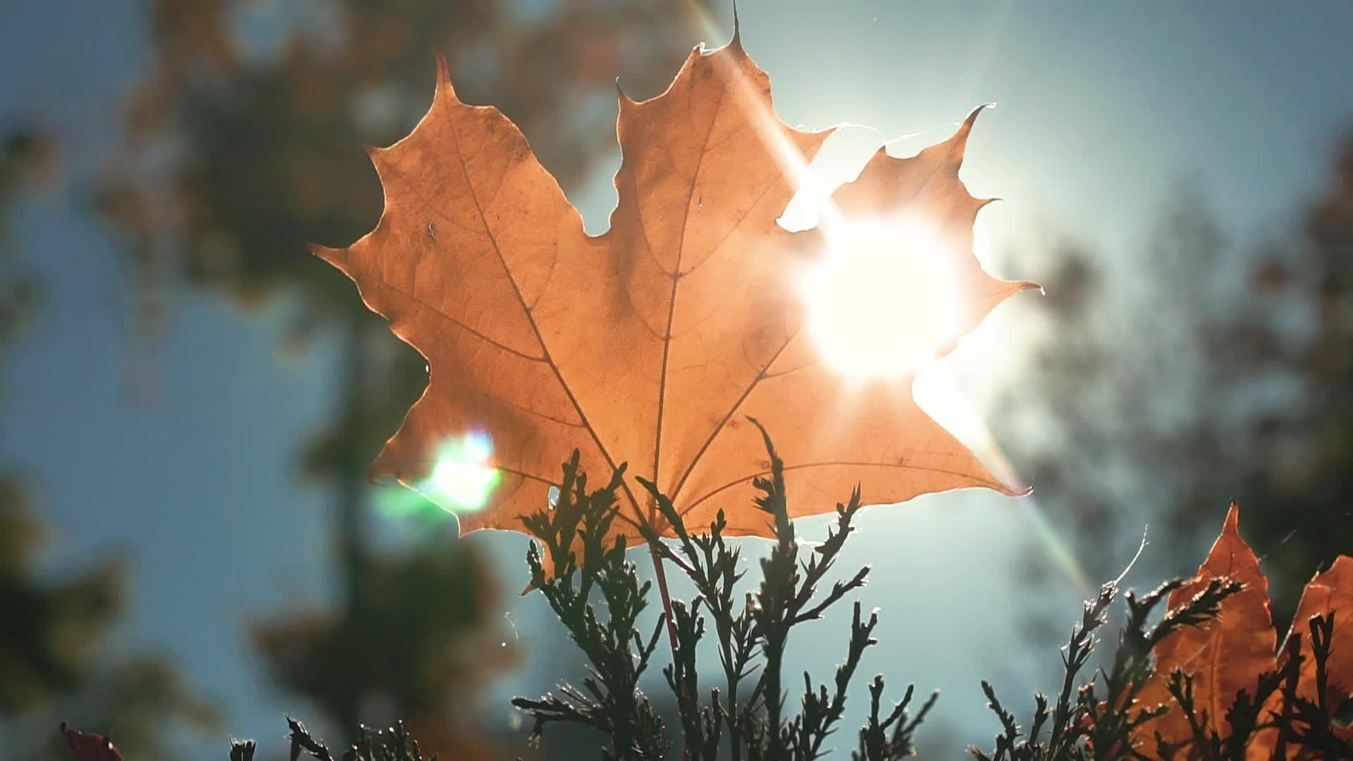 秋黄叶在太阳下视频的预览图
