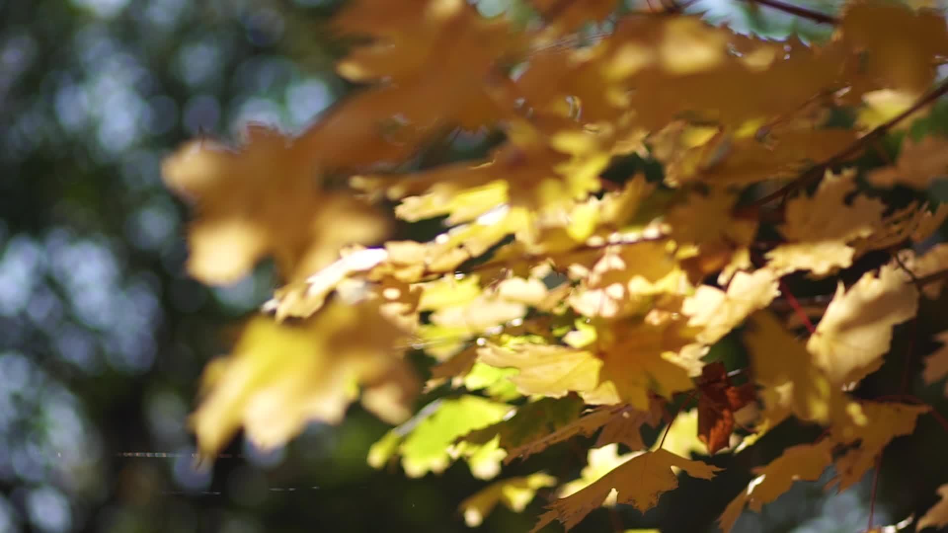 公园里绿树上的黄叶视频的预览图