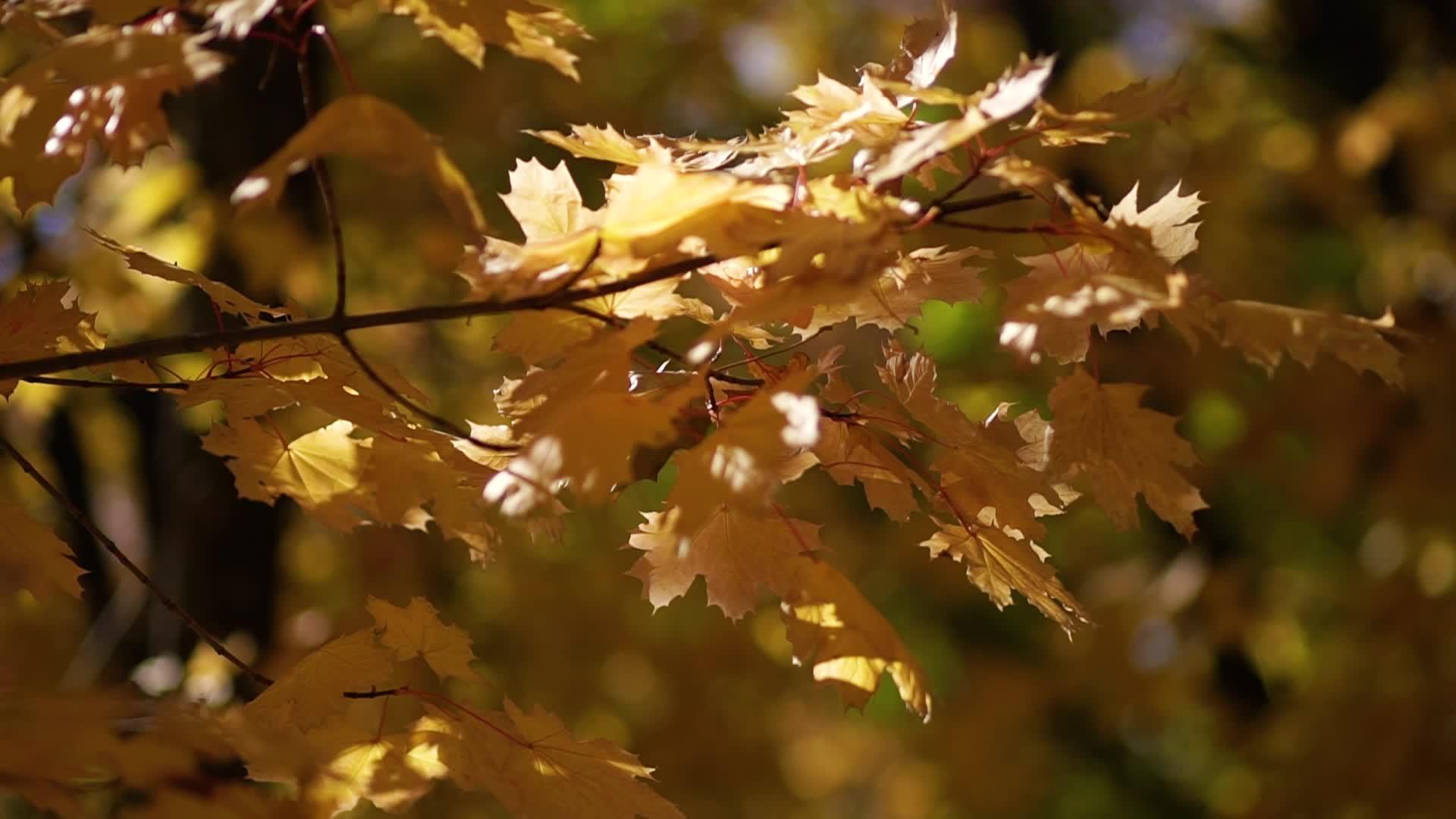 那年秋天在森林里视频的预览图