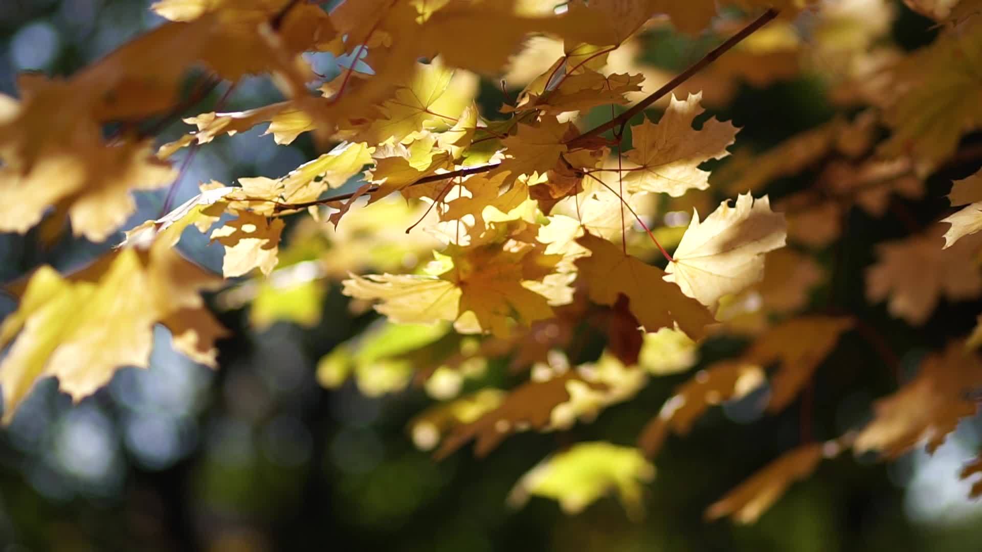 公园里的黄叶在树上视频的预览图