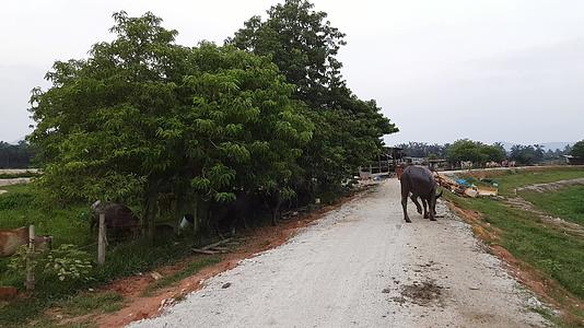 马莱Kampung的水牛和牛视频的预览图