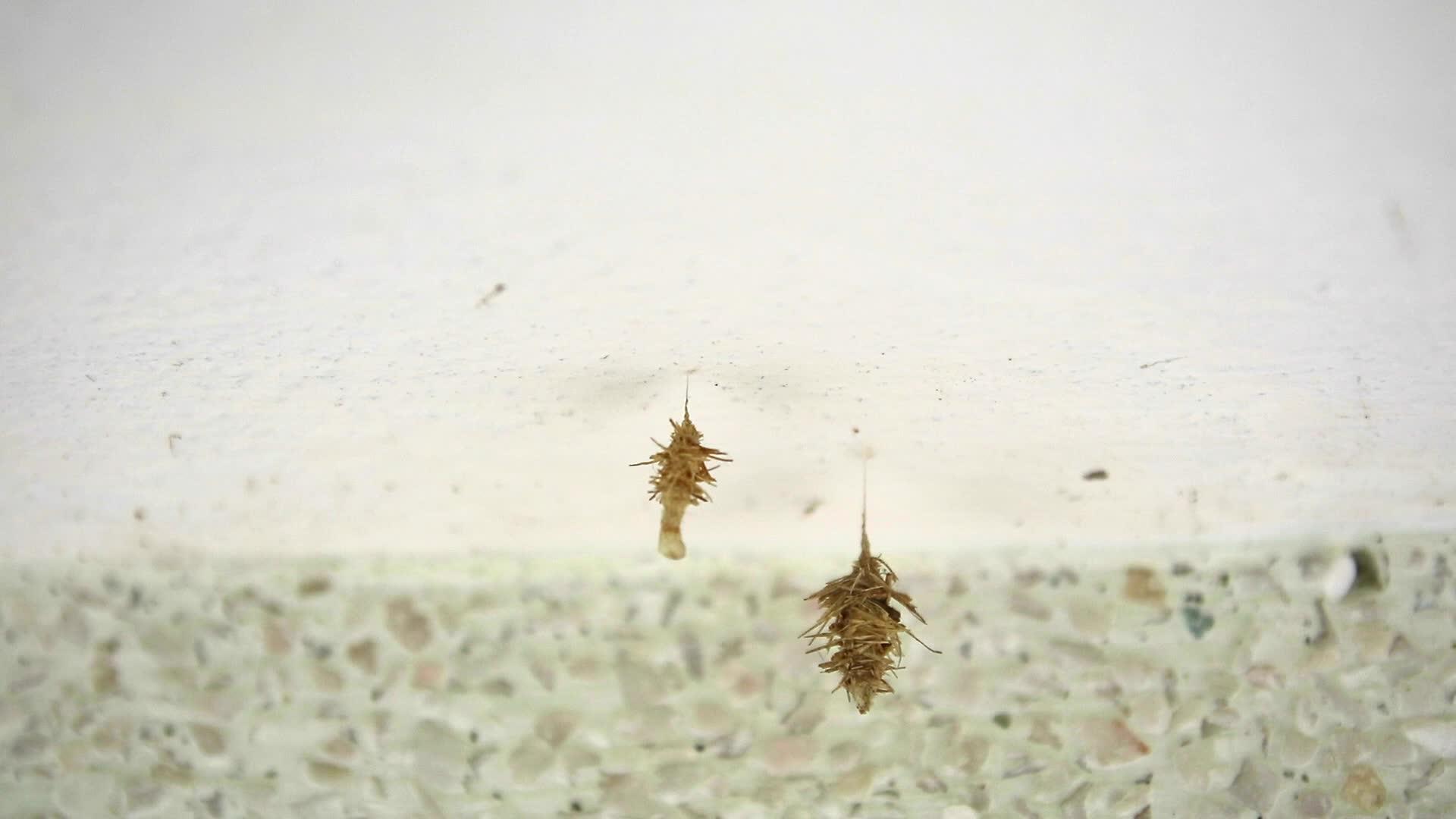 挂在大理石桌子下的蠕虫巢在春天孵化视频的预览图
