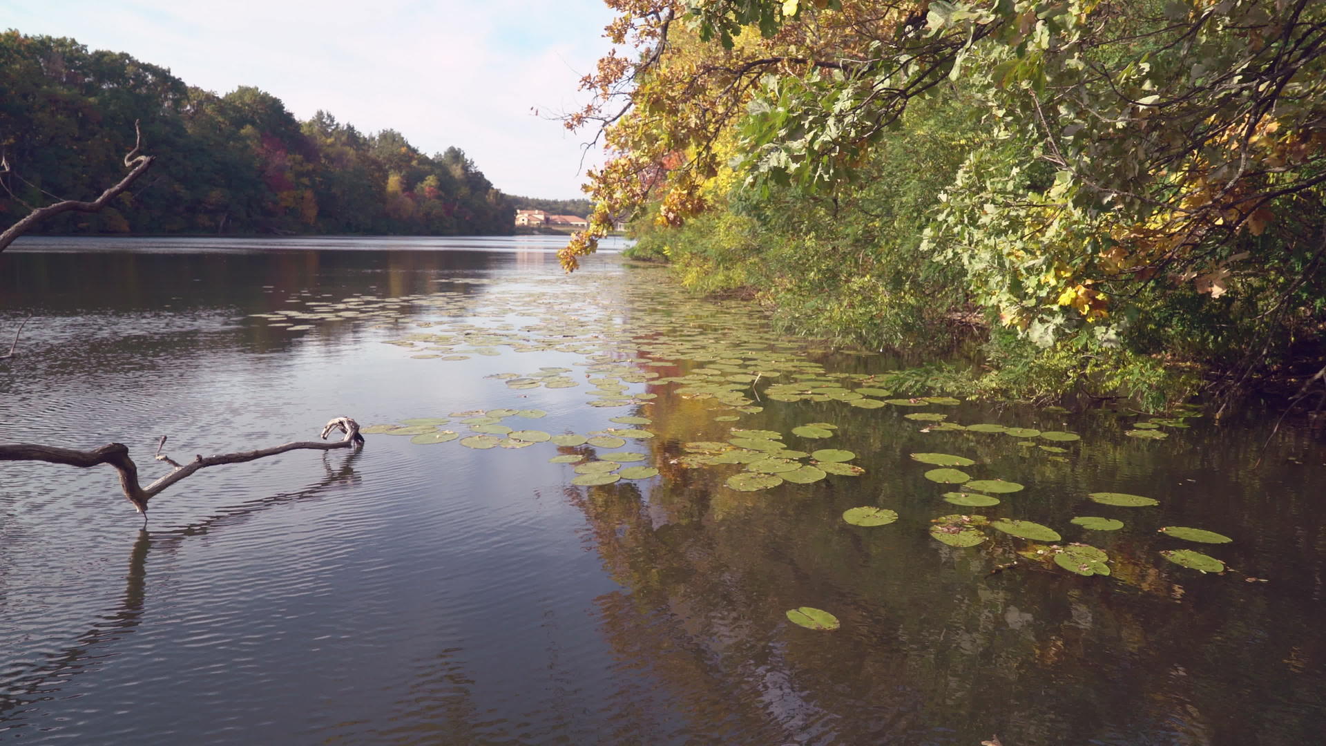 秋天的公园和湖边视频的预览图