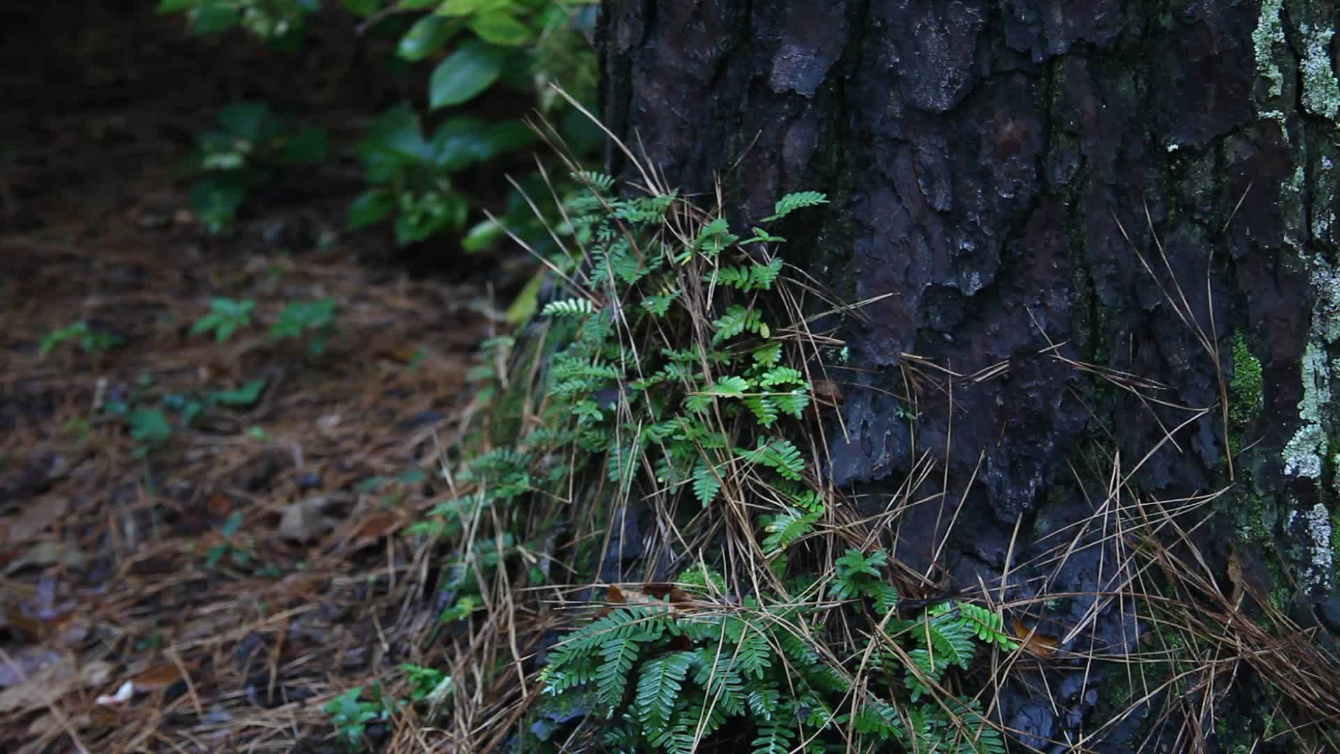 植物种植在阿尔肯萨斯森林的一棵树上视频的预览图