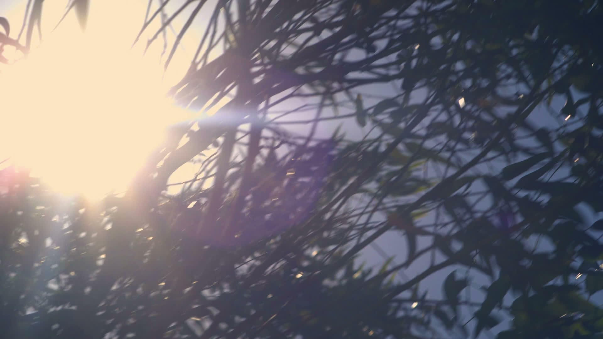 太阳偷窥一棵树的树枝视频的预览图