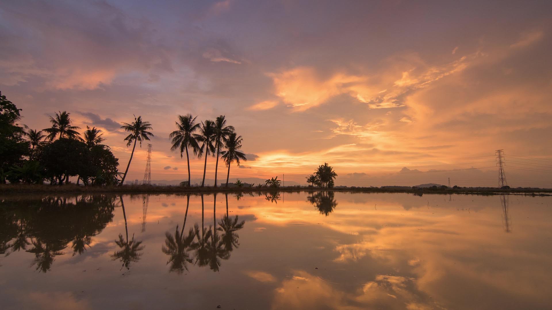 日落时间折叠热带椰子树和电塔视频的预览图
