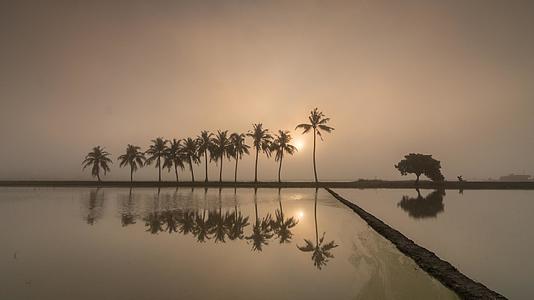 椰子树的日出喷雾反射视频的预览图