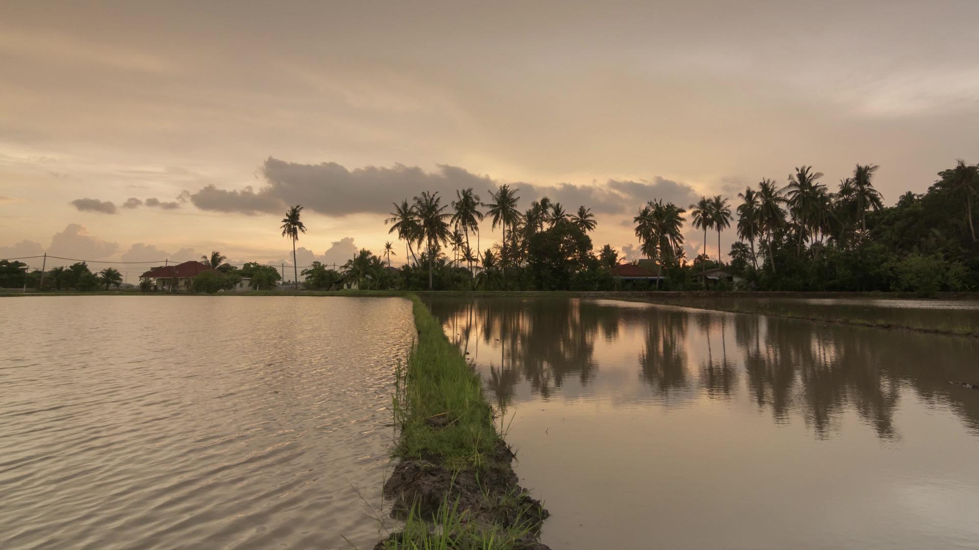 椰子树在水中反射时的日落时间视频的预览图