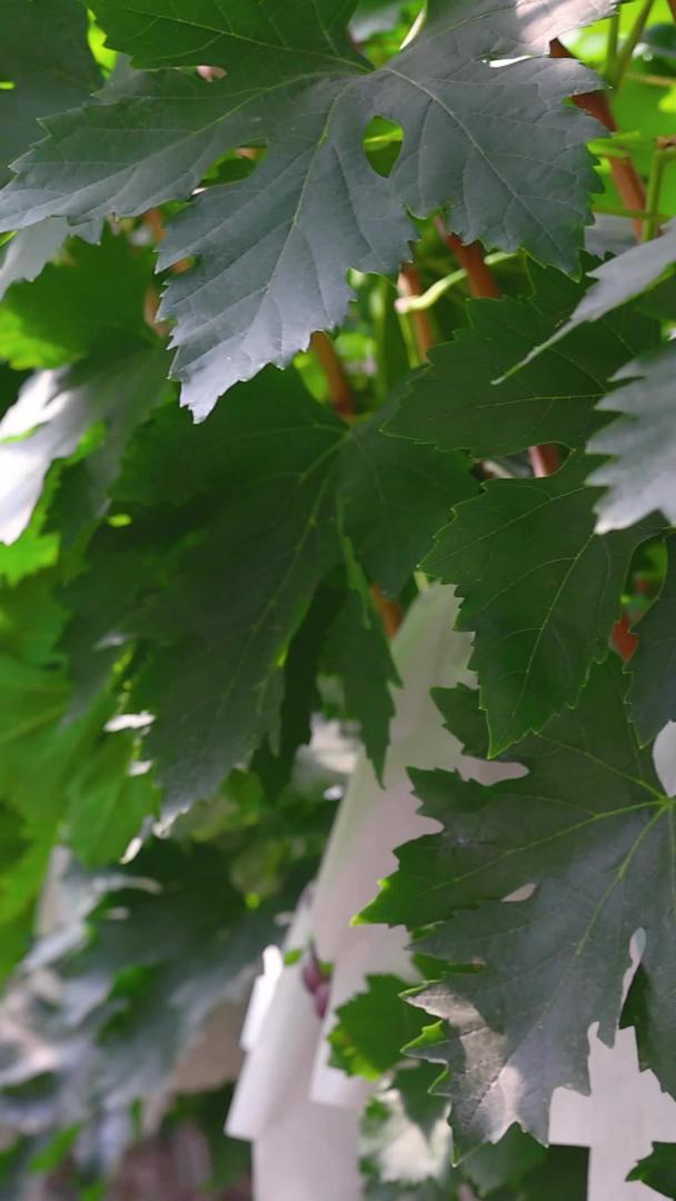 温室里种植的葡萄架视频的预览图
