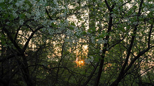 春林中的日出视频的预览图