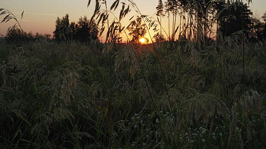 夏天草原的黎明视频的预览图