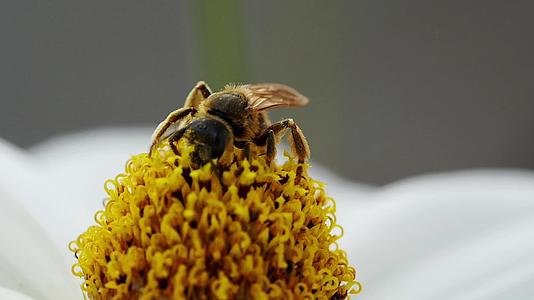 在宇宙花上种蜜蜂视频的预览图