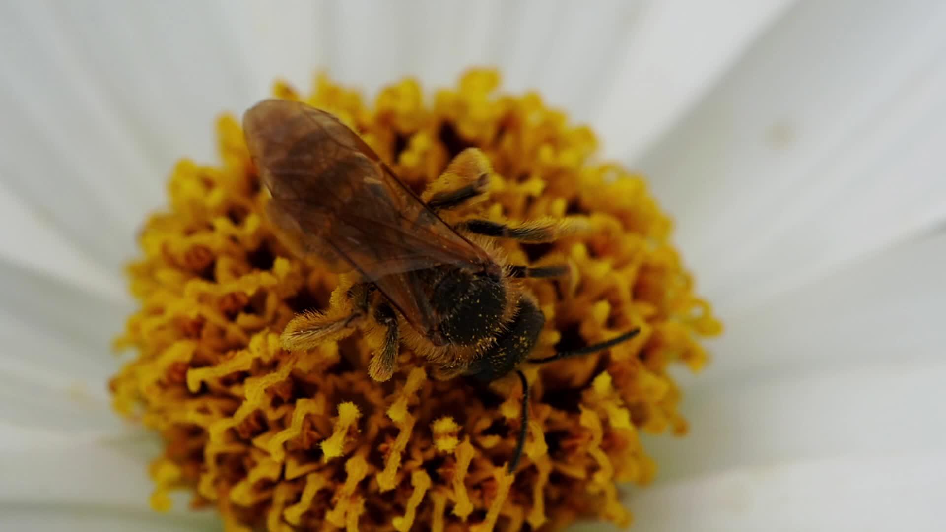 在宇宙花上种蜜蜂视频的预览图