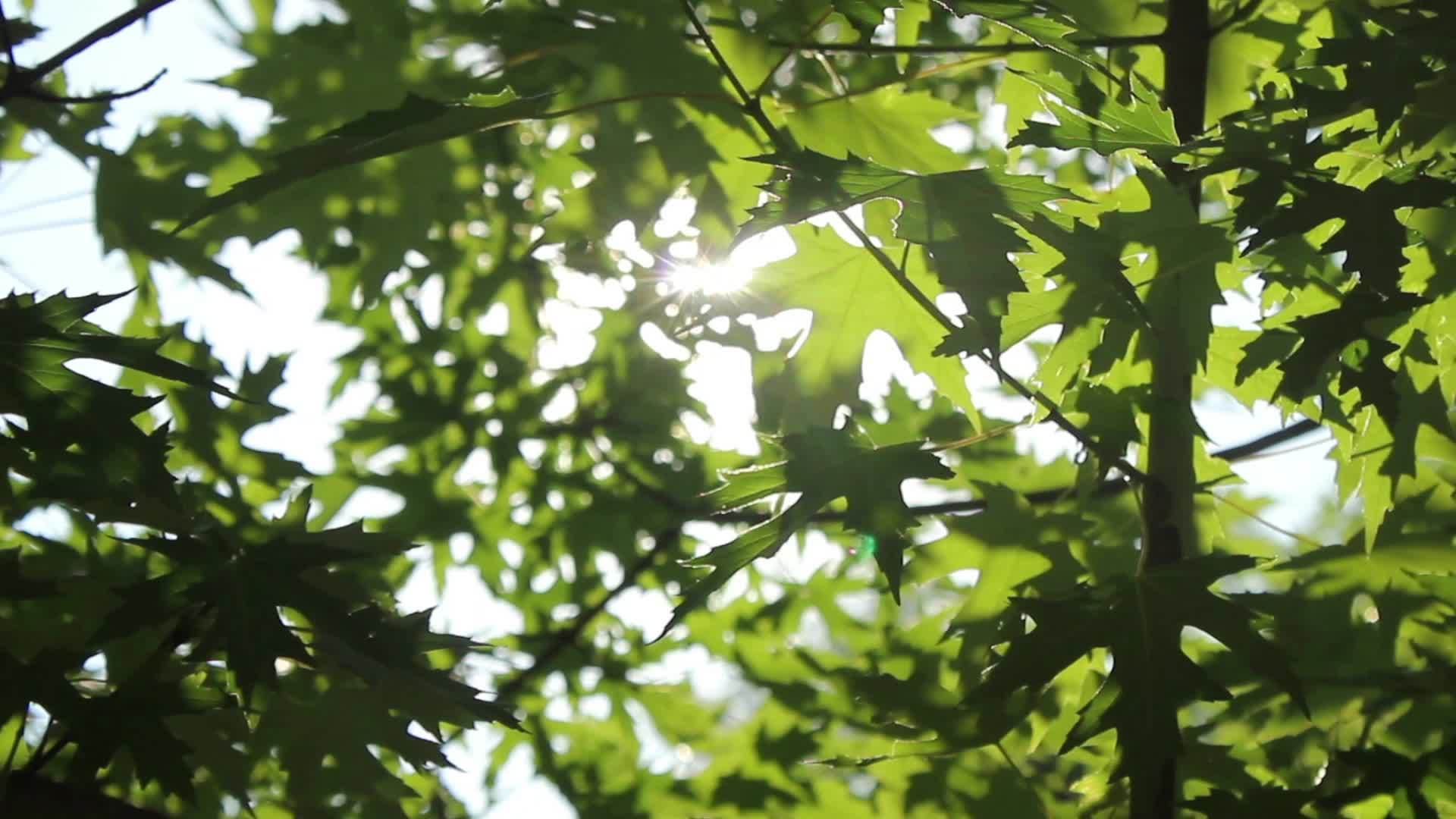 阳光照在绿树的绿叶上hd视频的预览图
