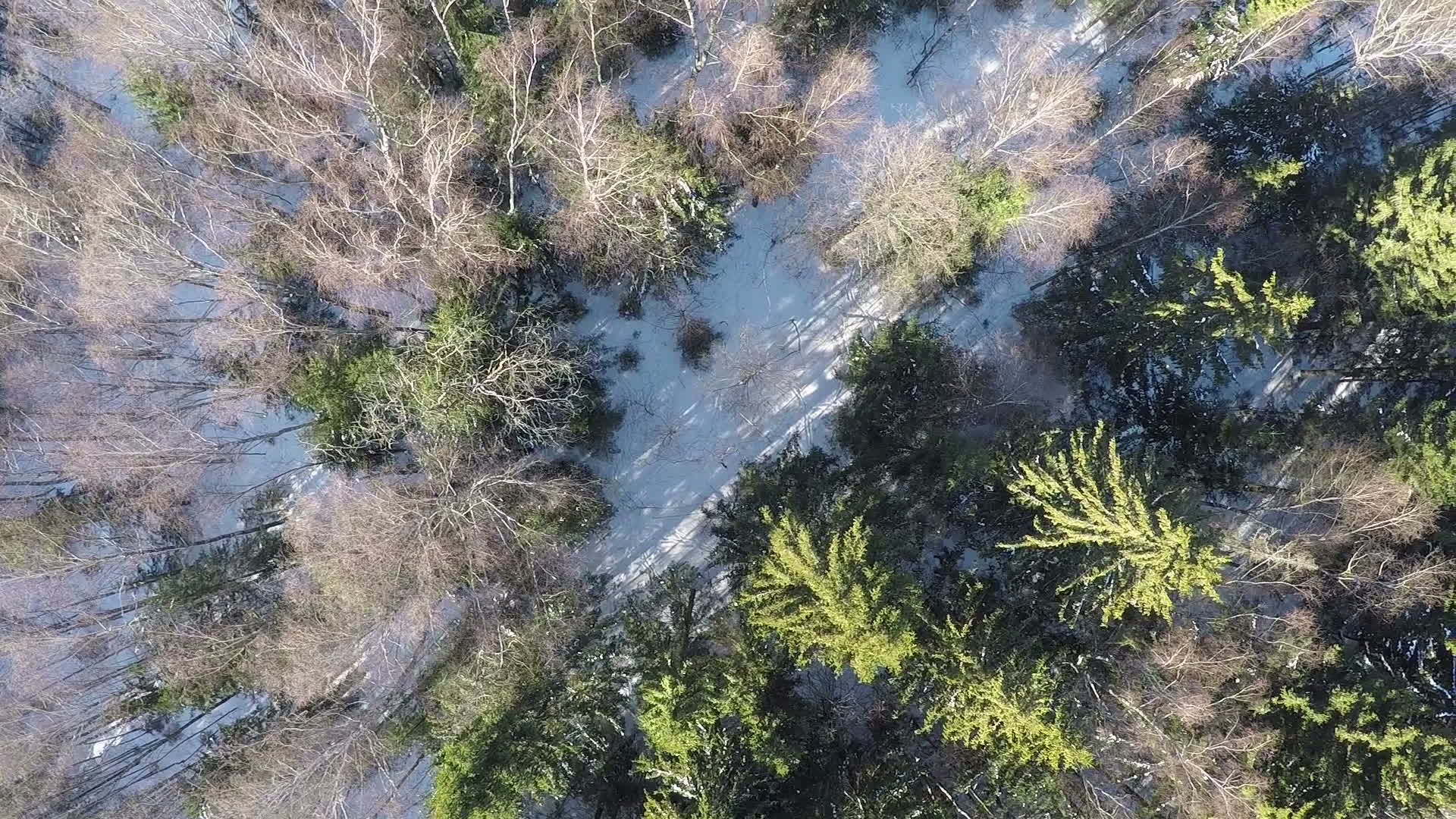 冬冬混合森林景观视频的预览图