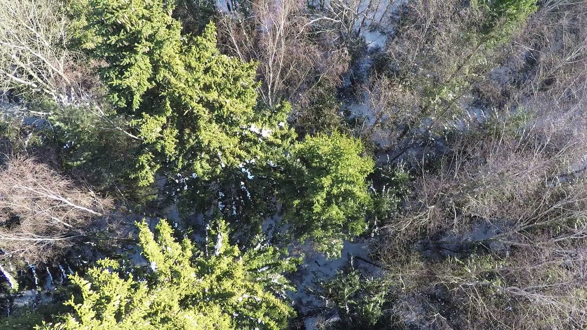 混合森林中有采集的树木和树木冬天的风景视频的预览图