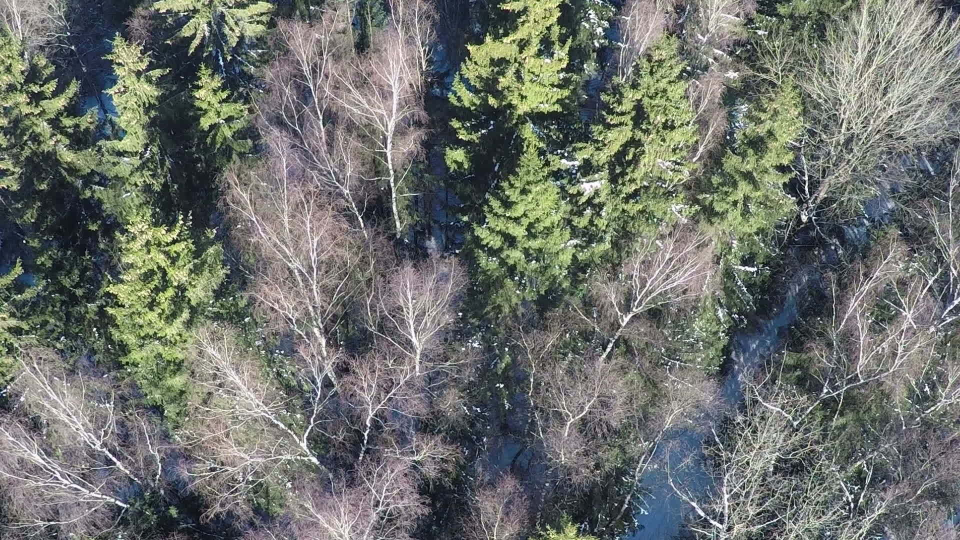 冬季混合森林的空中景观视频的预览图