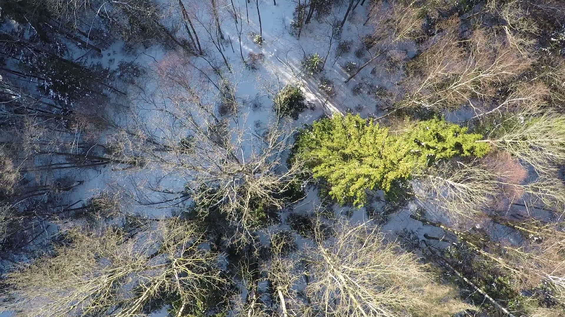冬季森林空中拍摄视频的预览图