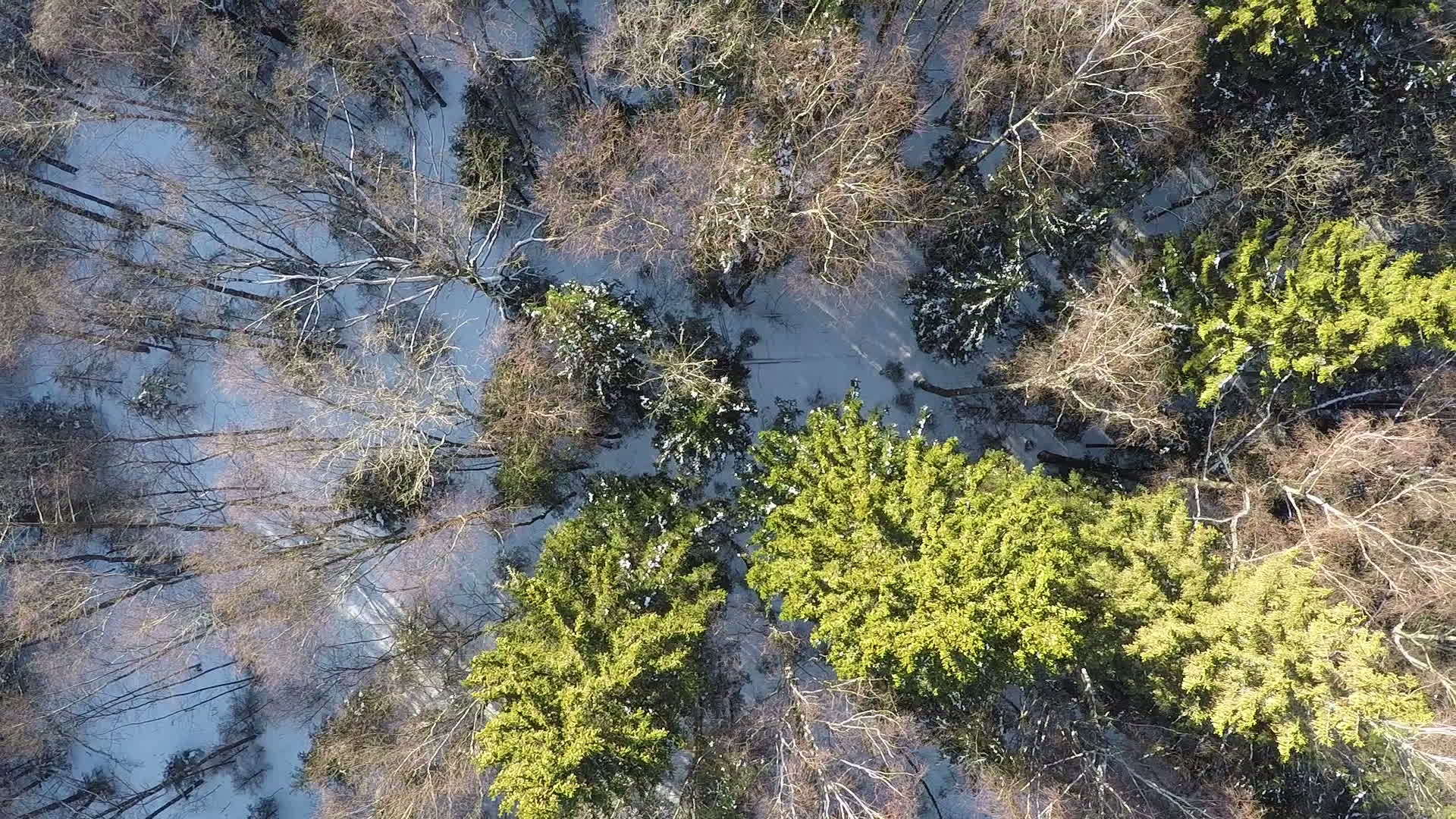 冬季木林的天空视图包括壁树和圆柱树视频的预览图