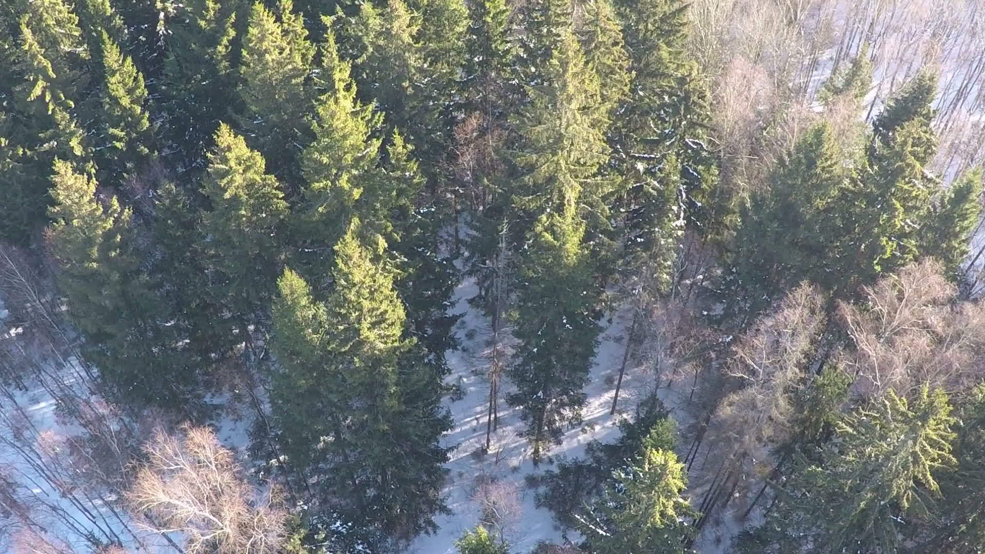 冬季混合森林空中观景锥和小洞穴视频的预览图
