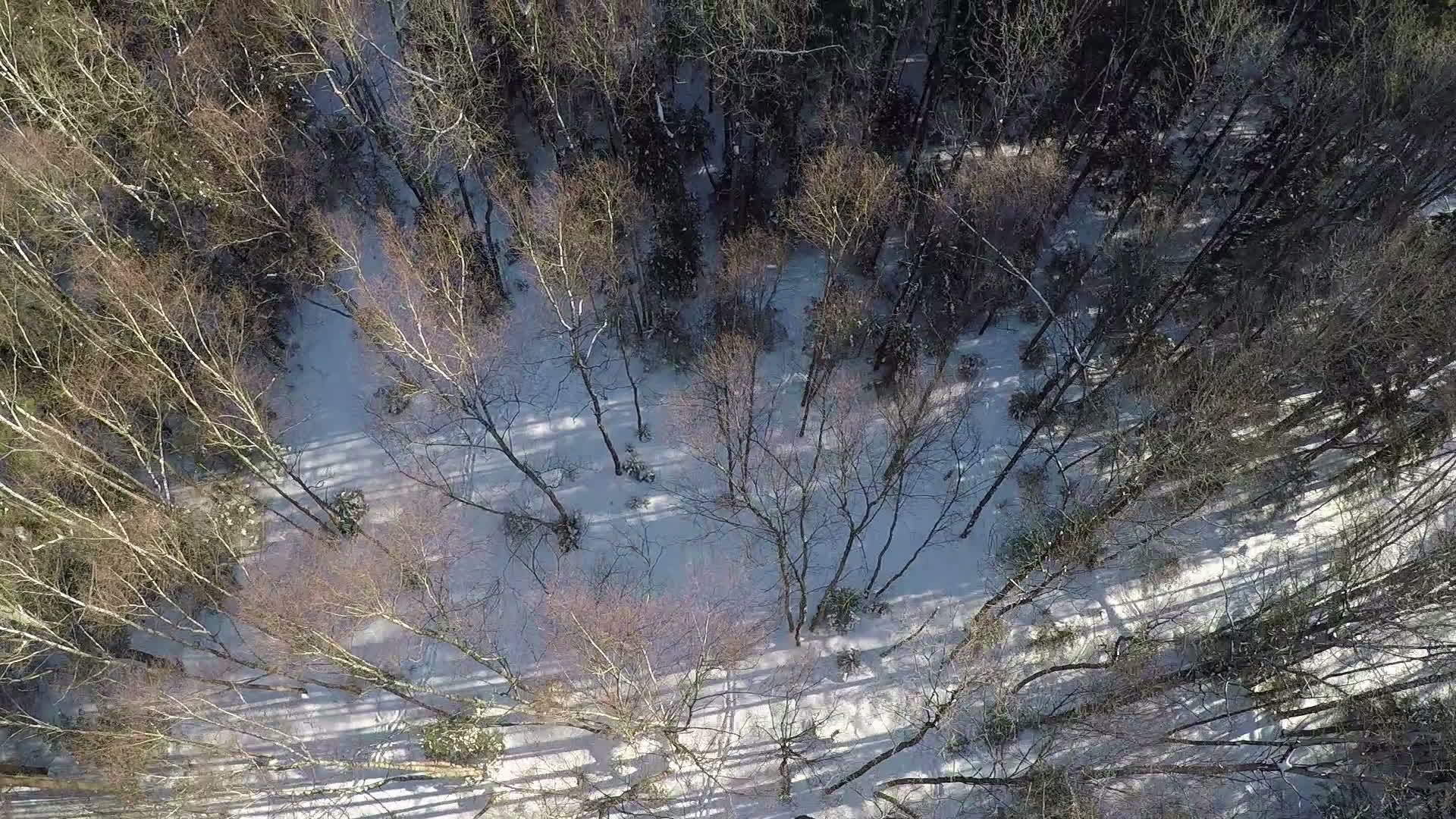 冬季混合森林的空中射击视频的预览图