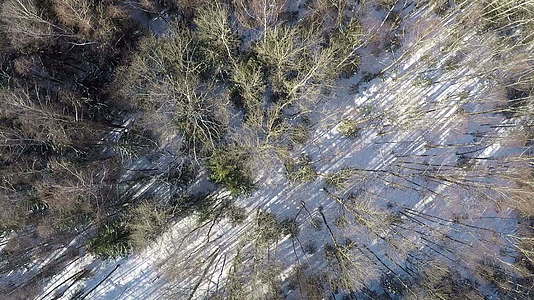 冬季混合森林空中射击视频的预览图