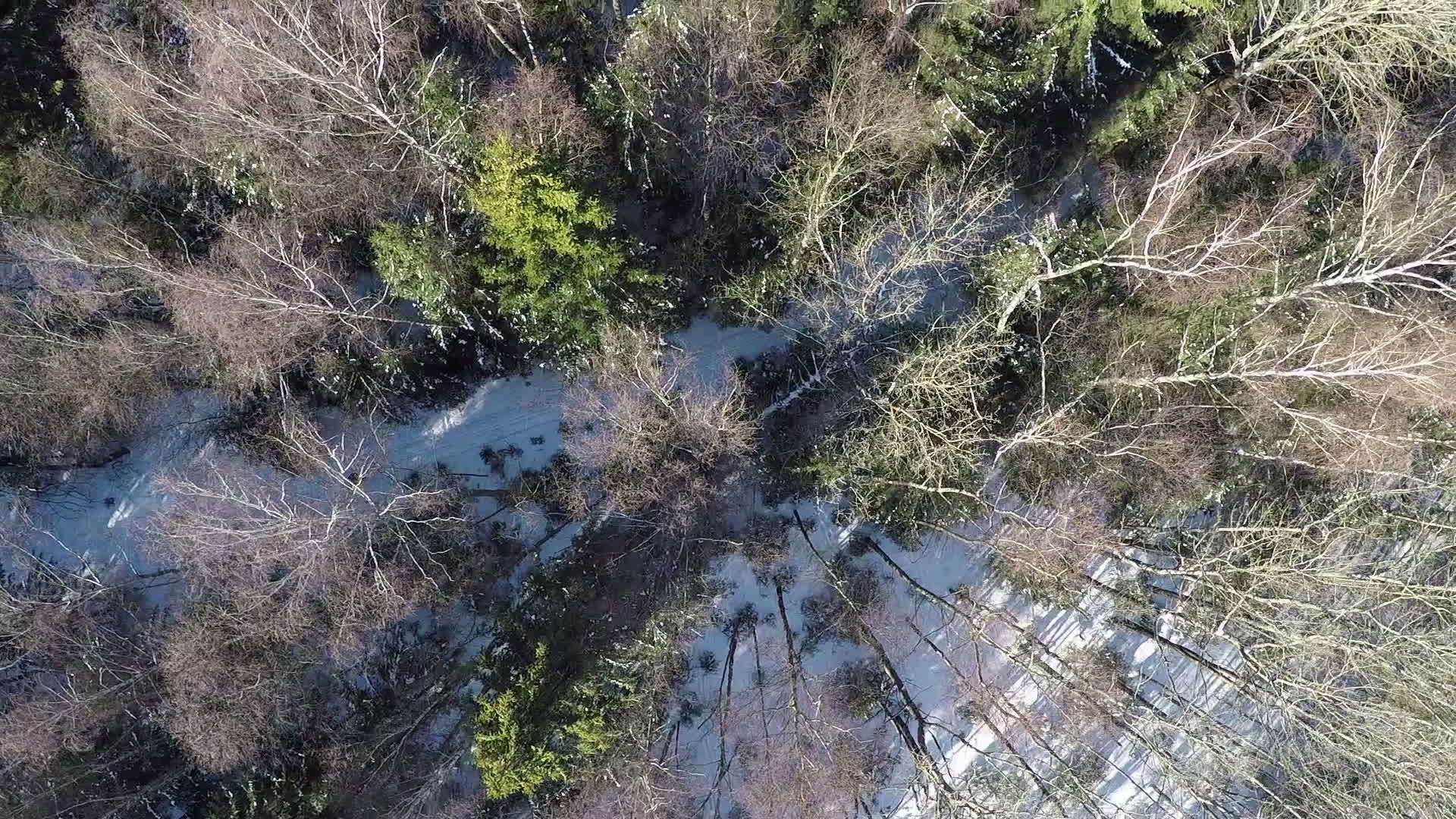 冬天在混合森林里飞过树顶视频的预览图